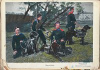 Собаки военные. Раскрашенное фото начала XX в.