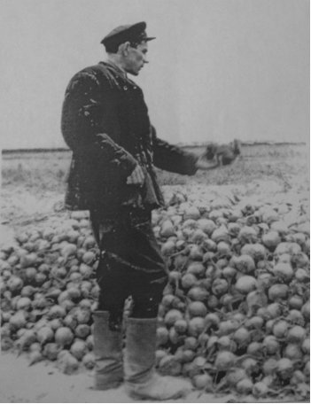 В.В. Субочев осматривает собранный урожай.