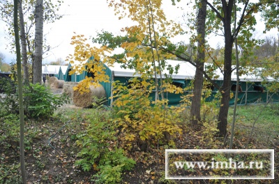 Конюшни кавалерийского бивуака