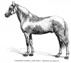 Варварийская лошадь